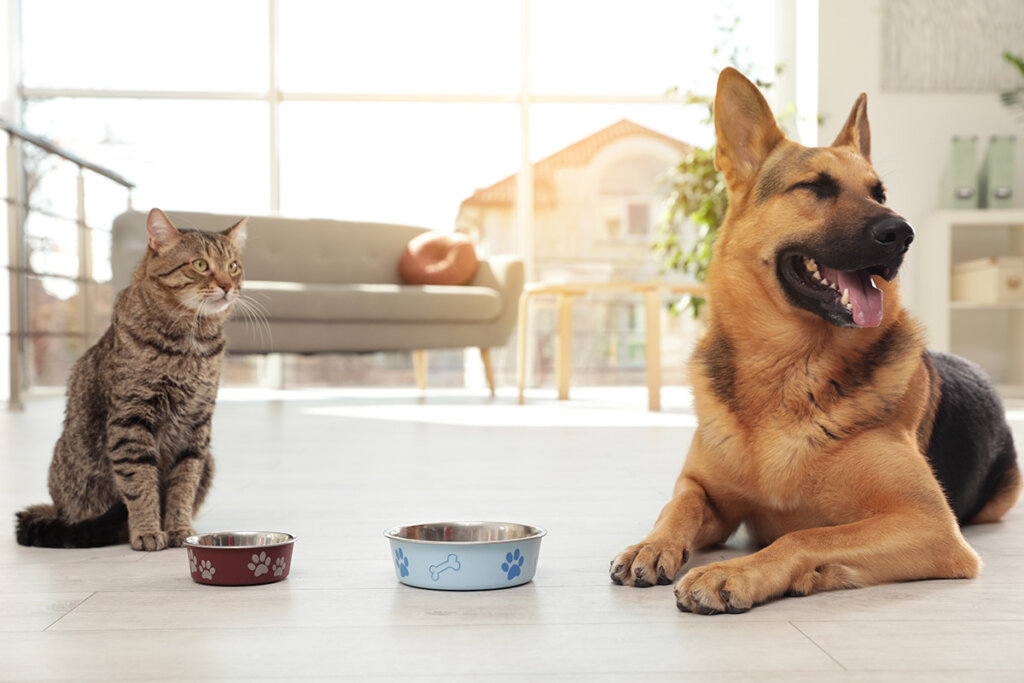 cane e gatto davanti alle ciotole