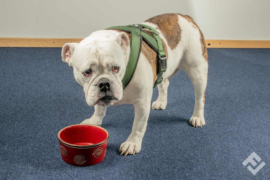 dog_next_to_empty_bowl