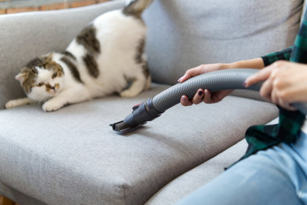 Gatto spaventato dall'aspirapolvere sul divano