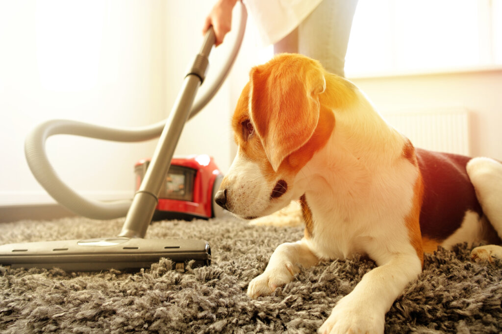 Cane che guarda l'aspirapolvere