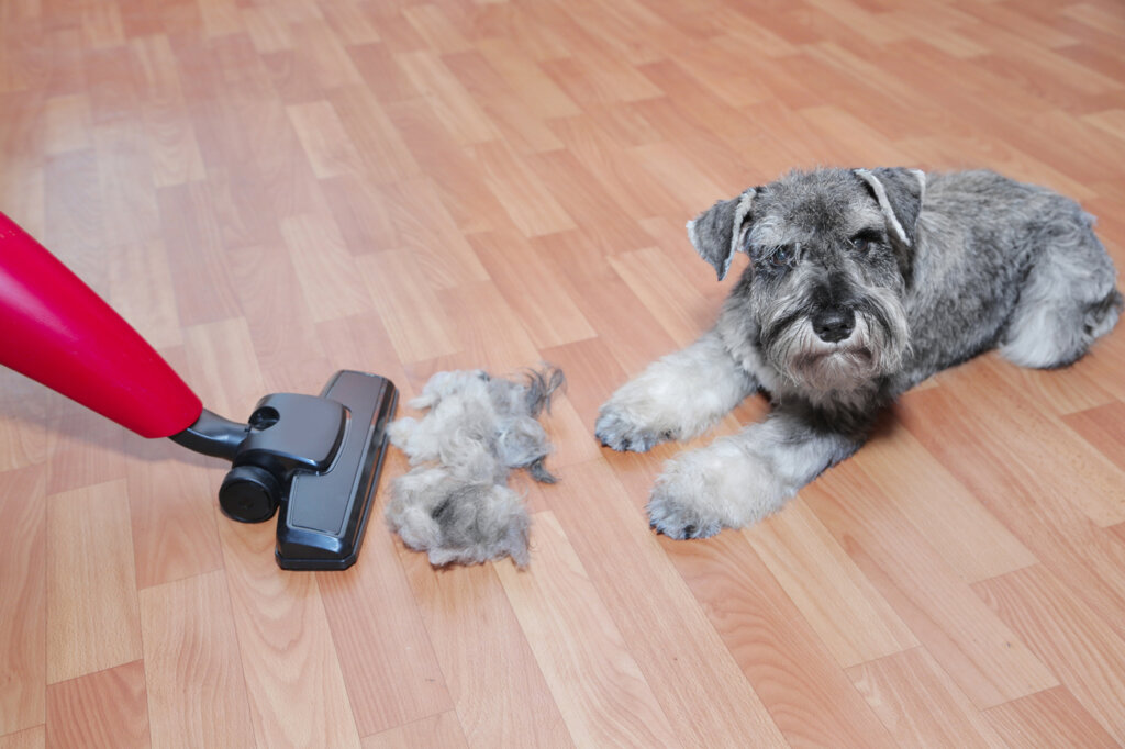 Cane su un pacco e capelli aspirati