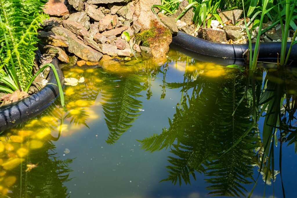 Laghetto da giardino inquinato dalle alghe