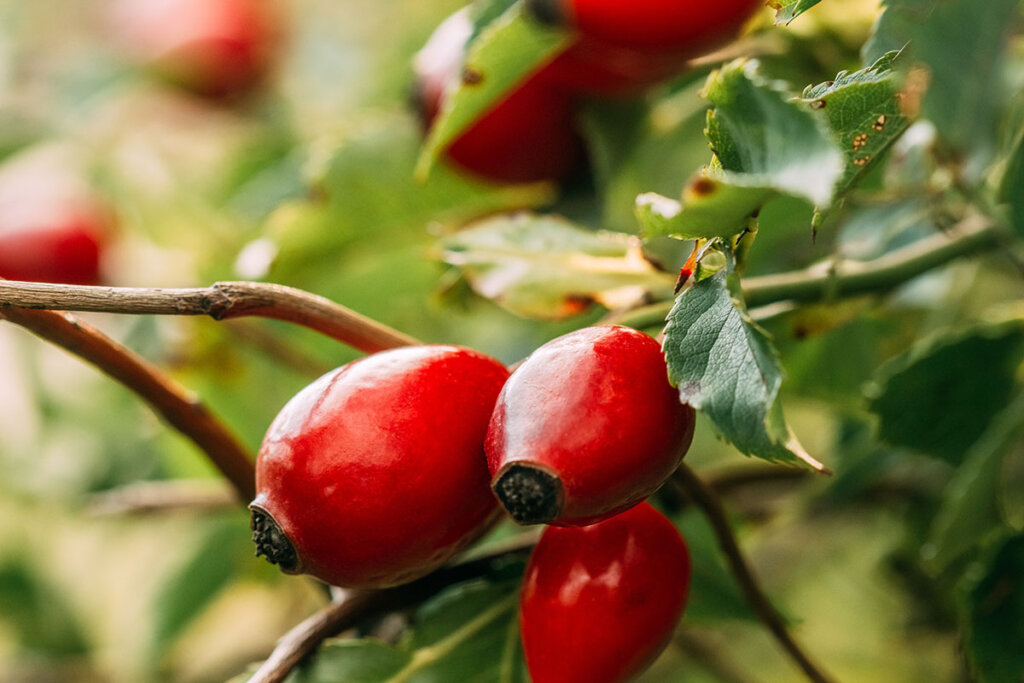 rosa canina su arbusto