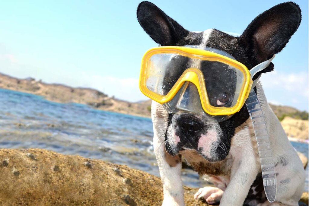 Cane con occhialini da nuoto