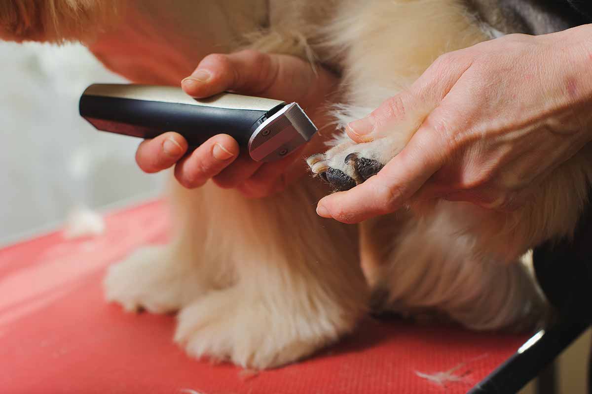 tosatrice per cani-tosatura delle zampe del cane