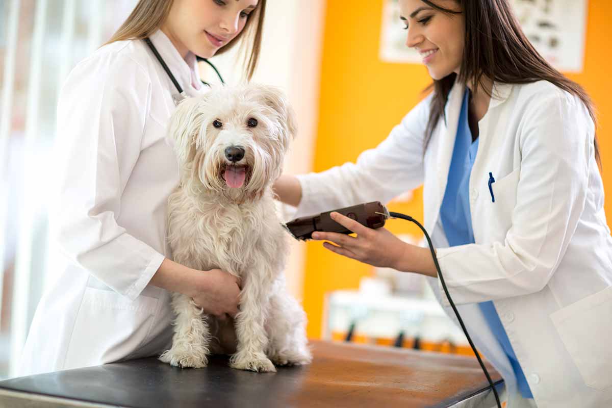 tosatrice per cani-veterinario tosa il cane